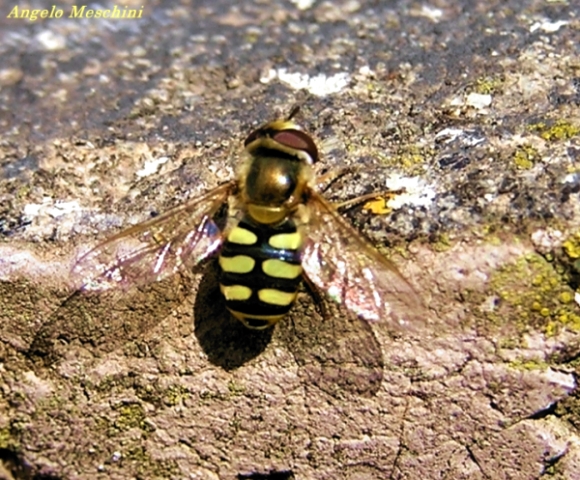 Due sirfidi (Eupeodes corollae e Melanostoma scalare)